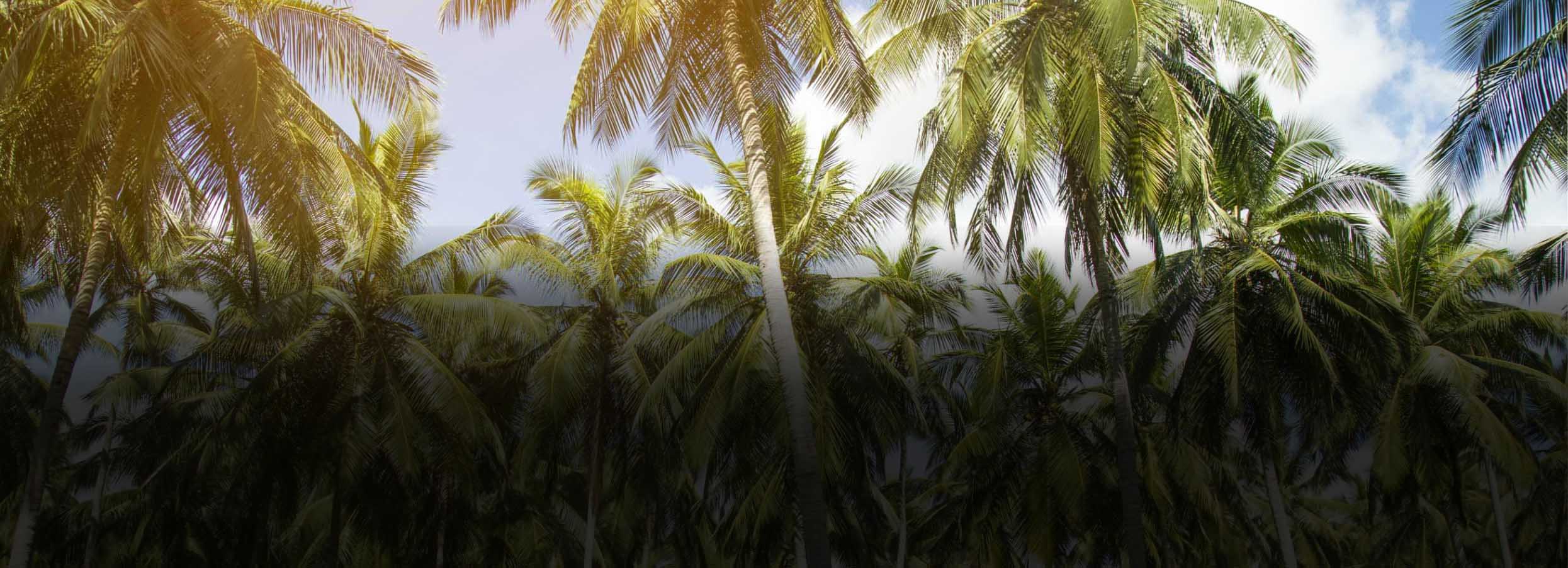 Coconut Estate Sri Lanka